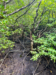 Mangrove