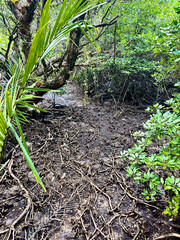 Mangrove