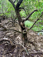 Mangrove