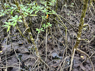 Mangrove