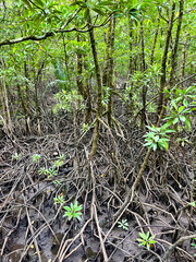 Mangrove
