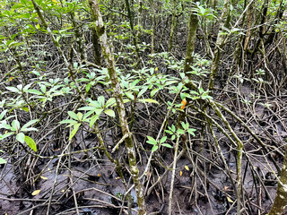 Mangrove