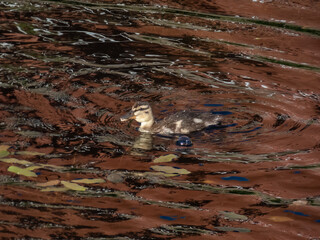 Fluffy duckling of mallard or wild duck (Anas platyrhynchos) swimming together duck in water of a...