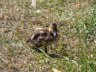 Fluffy duckling of mallard or wild duck (Anas platyrhynchos) walking in green grass in summer