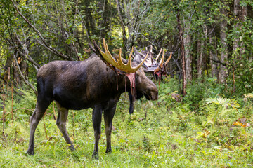 Bull Alaska Yukon Moose in Early Autumn in Alaska