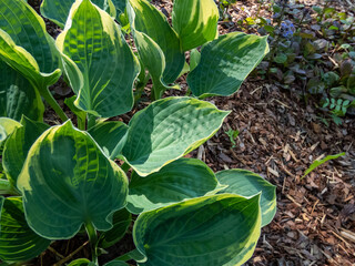 Close-up of the hosta 'Crusader' growing in the garden with blue-green leaves and a yellow margin in summer