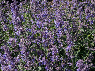 Obraz premium Catmint and Faassen's catnip (Nepeta × faassenii) Six hills giant flowering with two-lipped, trumpet-shaped, lavender flowers