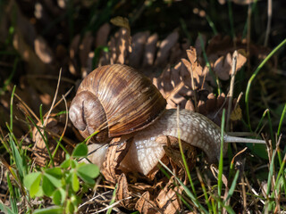 Roman snail or Burgundy snail (Helix pomatia) crawling on a ground. One of Europe's biggest species of land snail