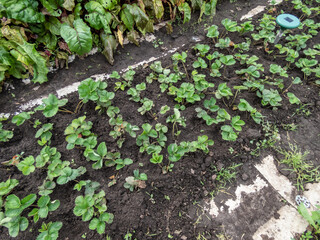 Bed with small strawberry plant seedlings ready to be transplanted in a garden. Gardening