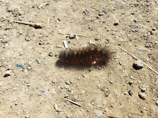 Furry Caterpillar on Dirt Path