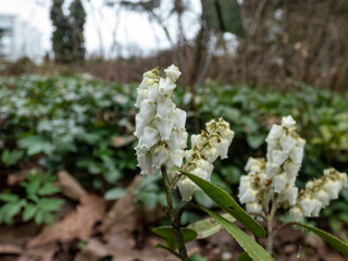 Broadleaf evergreen shrub the Mountain fetterbush or mountain andromeda (pieris floribunda) with erect or just slightly nodding panicles of white flowers