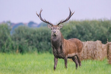 deer stag