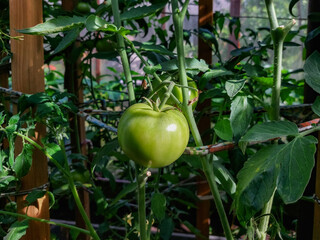Close-up of maturing green tomatoes growing on a tomato plant in greenhouse in bright sunlight in summer