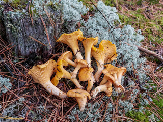 Golden chanterelle mushrooms on the grey lichen on the ground in the forest. Forest scenery