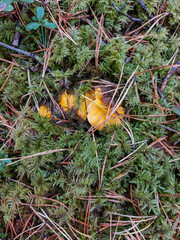 Golden chanterelle mushrooms growing in the forest, among dirt, moss and forest vegetation