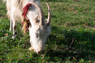 Goats graze on the meadow. Agriculture. Care of goats.