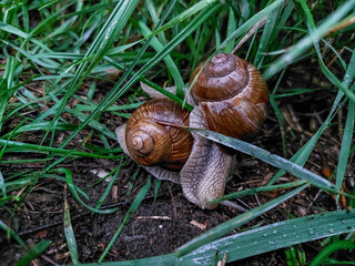 Roman snail or Burgundy snail (Helix pomatia) crawling on a ground. One of Europe's biggest species of land snail