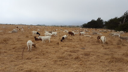 Grazing Goats in Field