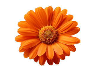 PNG Orange color Close up Gerber Daisy flower transparent  background, perfume flower oils, perfume essential flowers, violet perfume essential oils, png Gerber 
