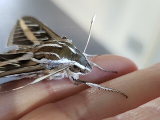 Close-Up of Sphinx Moth