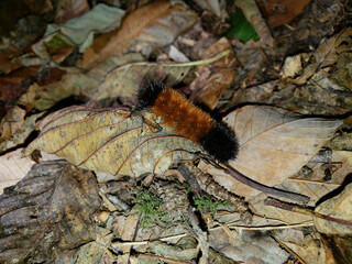 Woolly Bear Caterpillar on Leaves