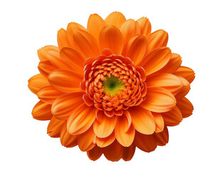 PNG Orange color Close up Gerber Daisy flower transparent  background, perfume flower oils, perfume essential flowers, violet perfume essential oils, png Gerber 