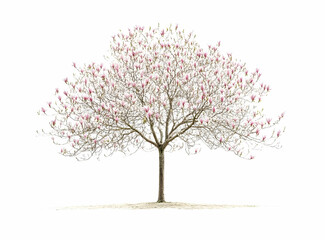Obraz premium Stunning Magnolia Tree in Full Bloom with Pink Flowers Against White