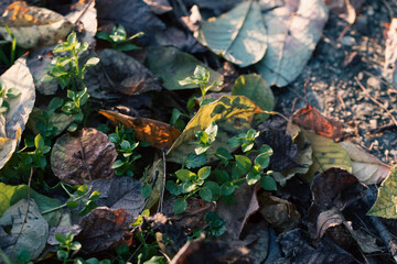 Varied shapes and colors of leaves captured on a forest bed, highlighting seasonal diversity