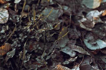 A close view of leaves in autumn, emphasizing intricate patterns and organic decay