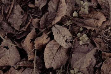 Leaves in various stages of decomposition, offering a glimpse into the natural cycle of life