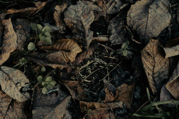 Detailed texture of dry leaves in natural settings, illustrating the beauty of decay in autumn
