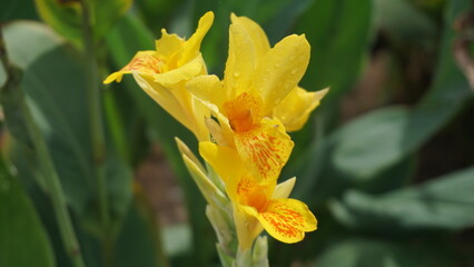 Obraz premium Yellow King Humbert (Canna Flower) in Full Bloom