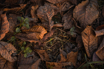 Seasonal tapestry of fallen leaves, woven with rich browns, reds, and yellows