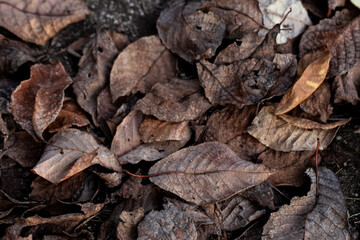 Detailed texture of dry leaves in natural settings, illustrating the beauty of decay in autumn