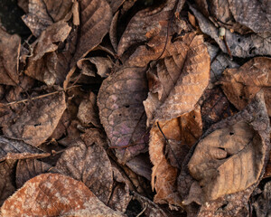 A mosaic of autumn leaves underfoot, featuring the fleeting beauty of fall