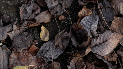 A close view of leaves in autumn, emphasizing intricate patterns and organic decay