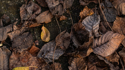 The intimate landscape of autumn leaves, displaying an array of colors and textures