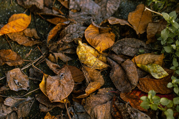 Leaves in various stages of decomposition, offering a glimpse into the natural cycle of life