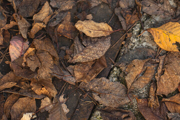 Detailed texture of dry leaves in natural settings, illustrating the beauty of decay in autumn