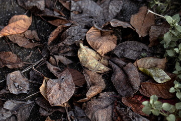 Detailed texture of dry leaves in natural settings, illustrating the beauty of decay in autumn