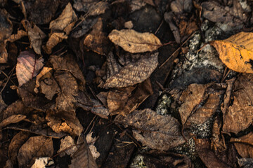 The intimate landscape of autumn leaves, displaying an array of colors and textures