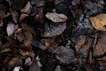 A close view of leaves in autumn, emphasizing intricate patterns and organic decay