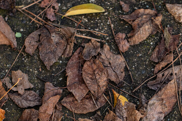 Autumn leaves scattered across a forest floor, showcasing a rich palette of fall colors