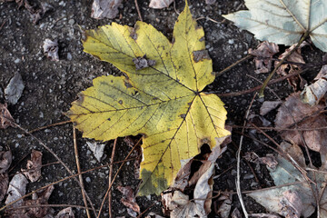Varied shapes and colors of leaves captured on a forest bed, highlighting seasonal diversity