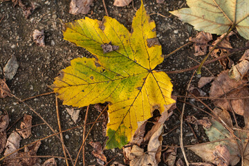 Detailed texture of dry leaves in natural settings, illustrating the beauty of decay in autumn
