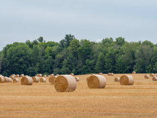 Fototapeta premium Closeup of a Yellow Round Straw Bale background.Field landscape with blue sky. Wheat field after harvesting.Harvesting hay bales.Haystacks.Farming