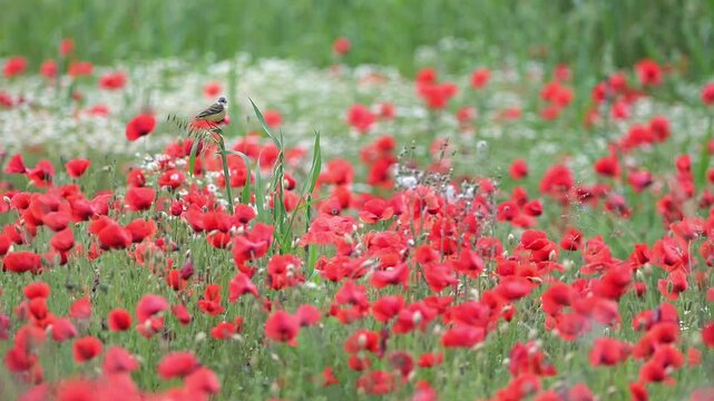 Wind on the poppy field and on the Western yellow wagtail (Motacilla flava)