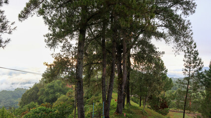 Natural scenery in the morning