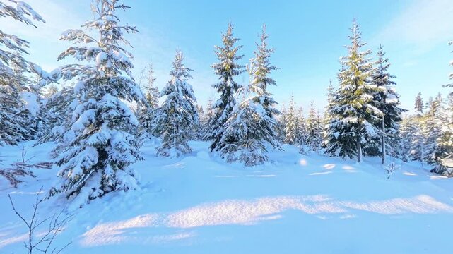Dreamy winder wonderland in a young forest in Finland during a cold sunny day