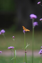 Schmetterling auf Blume